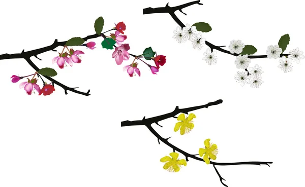 Spring blossom branches — Stock Vector