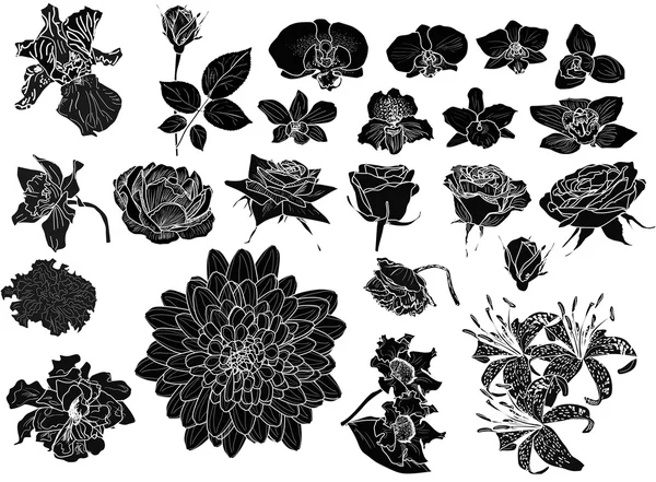 Collection de croquis de fleurs — Image vectorielle