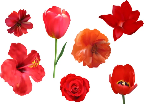 Red flowers — Stock Vector