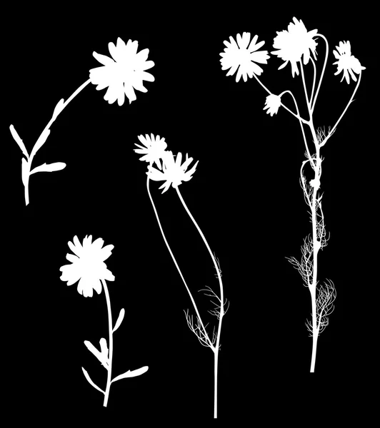 Kamille bloemen silhouetten — Stockvector