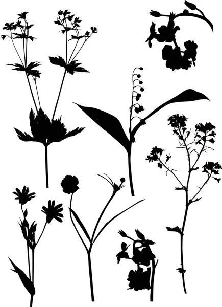 Flores silvestres — Vector de stock