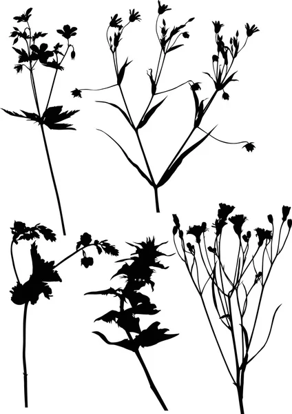 Set of isolated wild flowers silhouettes — Stock Vector © Dr.PAS #6649501