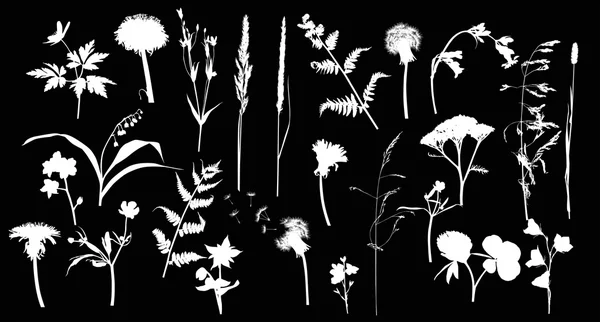 Weiße Wildblumen Silhouetten — Stockvektor