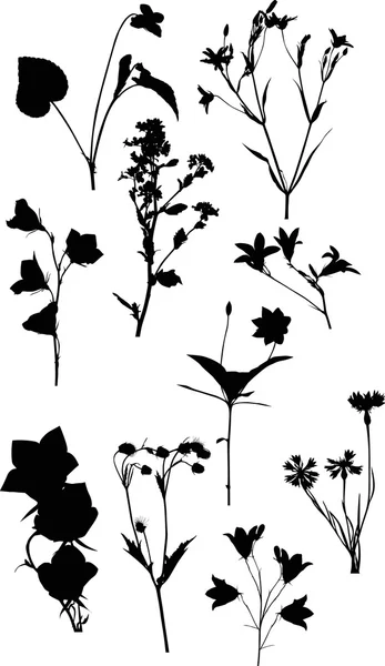 Wilde bloemen — Stockvector