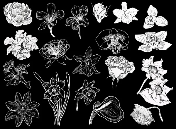 Flowers sketches — Stock Vector