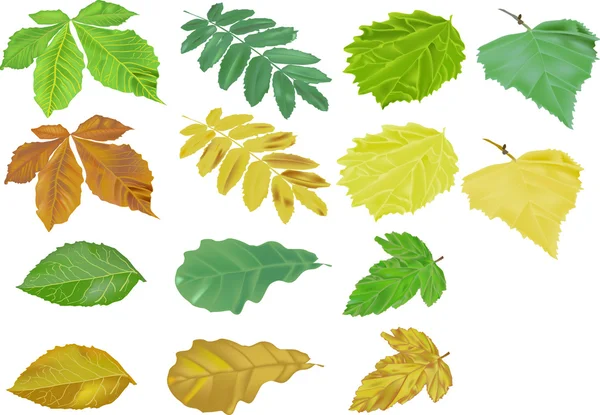 Green and yellow foliage — Stock Vector