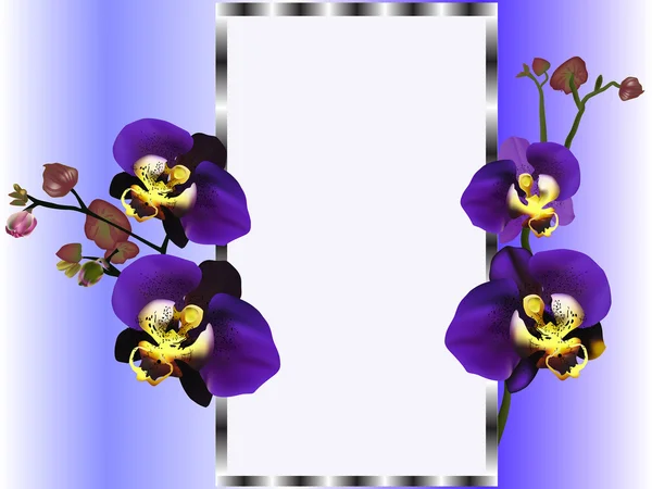 Lila orchidee in frame — Stockvector