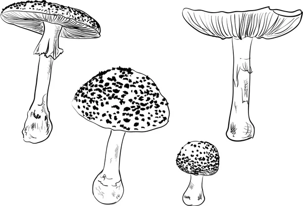 Fly agaric sketches — Stock Vector