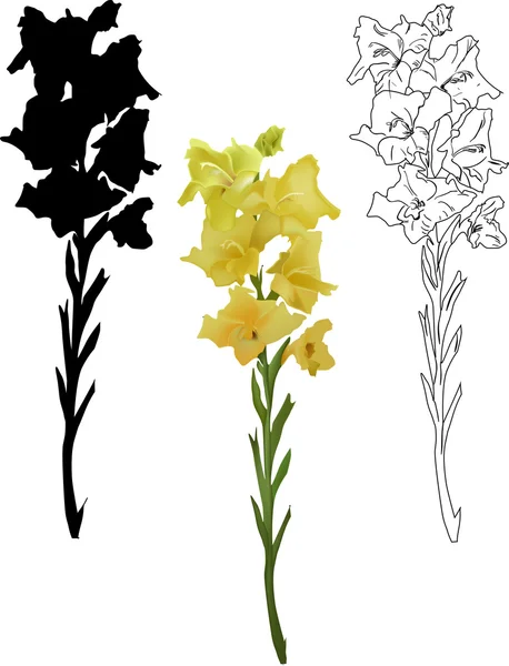 Gladiolenzweige — Stockvektor