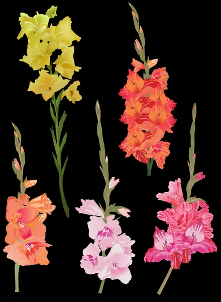 Gladiolus flowers — Stock Vector