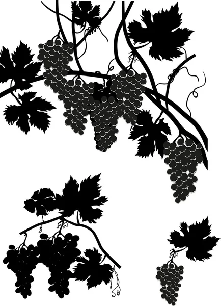Vine with   grapes — Stock Vector