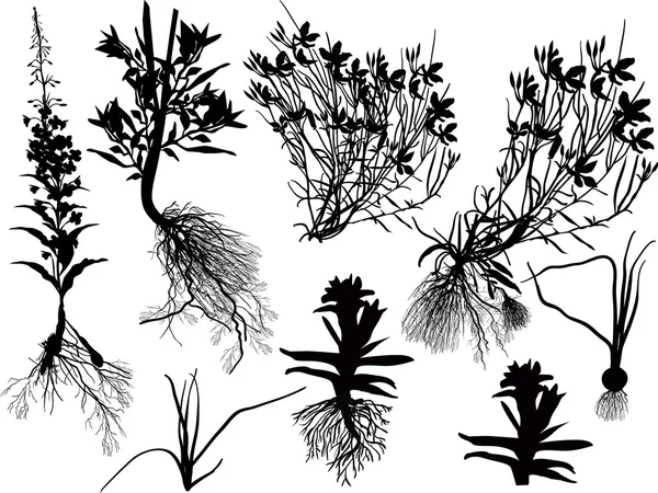 Siluetas de hierbas silvestres — Archivo Imágenes Vectoriales