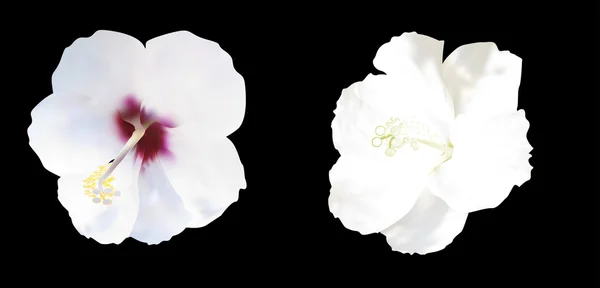 White hibiscus blooms — Stock Vector