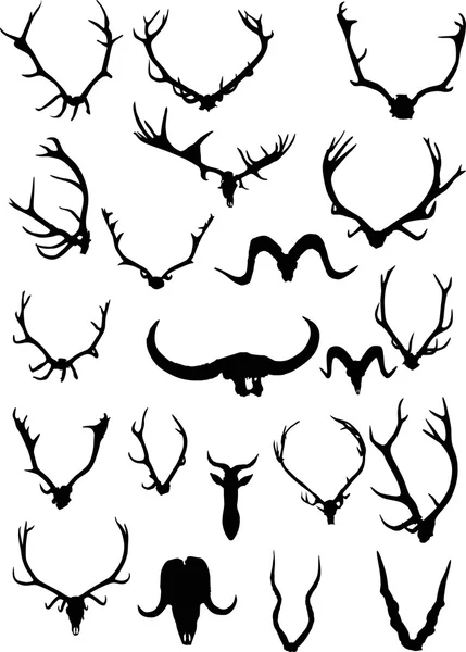 Antler and horns — Stock Vector