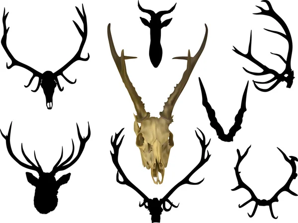 Antler and horns — Stock Vector