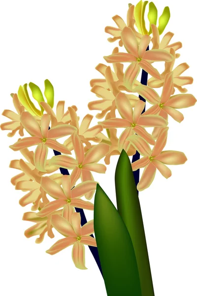 Yellow hyacinth — Stock Vector