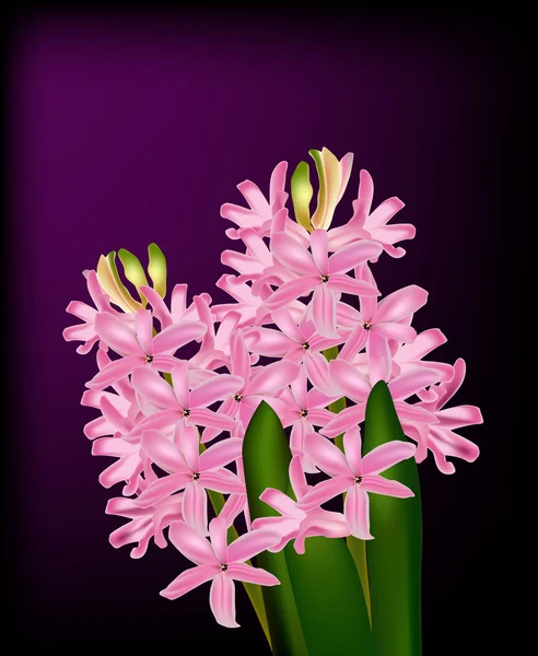 Pink hyacinth — Stock Vector