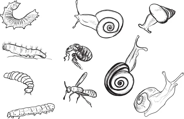 F larva and snail sketches — Stock Vector