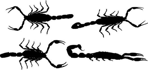 Fekete skorpiók — Stock Vector