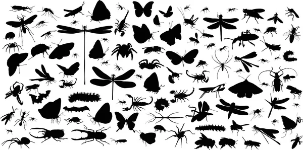 Insects and spiders — Stock Vector