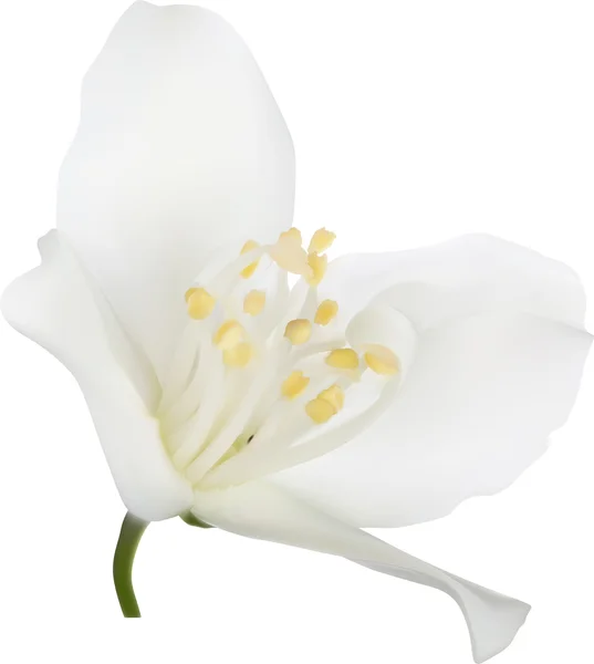 Flor de jazmín blanco — Vector de stock