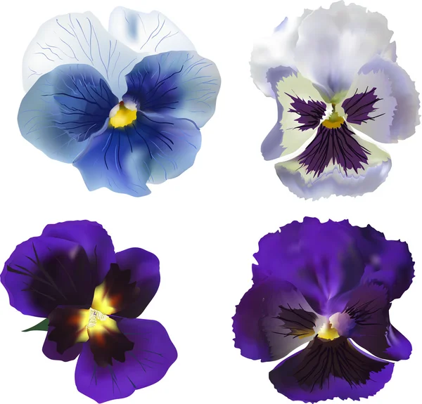 Violet blooms — Stock Vector