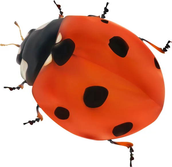 Coccinella rossa — Vettoriale Stock