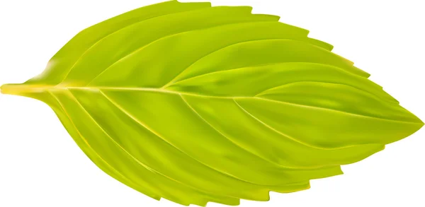 Hoja de menta verde — Vector de stock