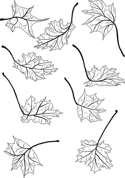Кленовые листья — стоковый вектор