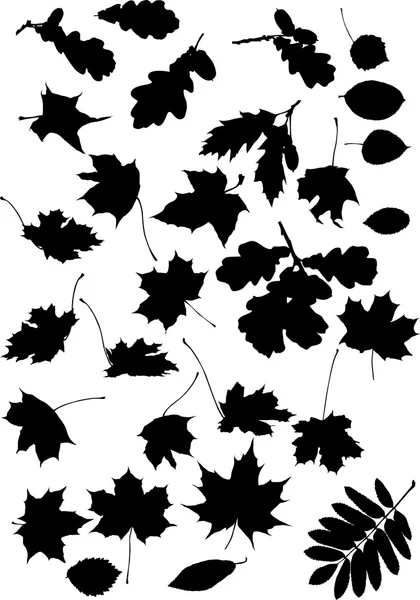 Siluetas de hojas negras — Vector de stock