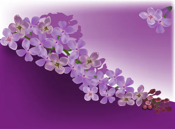 Flor lilás — Vetor de Stock