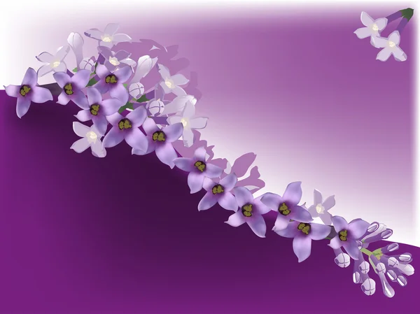 Lilac flower — Stock Vector