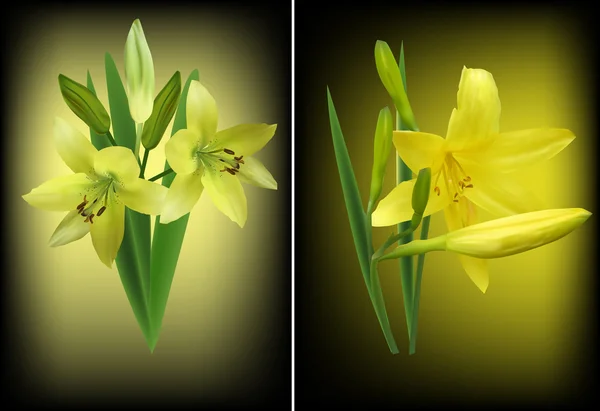 Květiny lilie — Stockový vektor