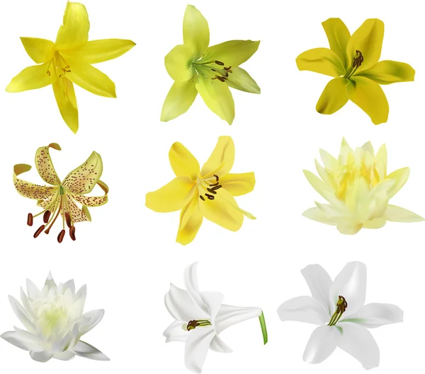 Conjunto de flores de lirio — Archivo Imágenes Vectoriales