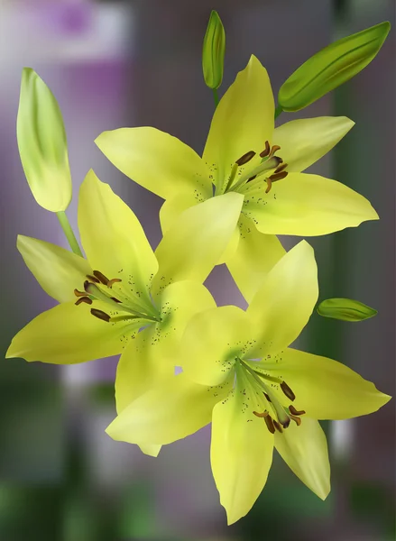 Flores de lírio amarelo — Vetor de Stock