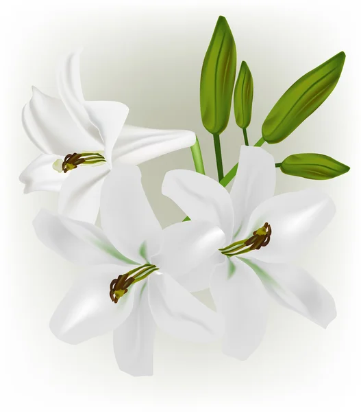 White lily flowers — Stock Vector