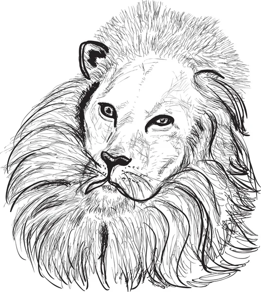 Bosquejo de cabeza de león — Vector de stock
