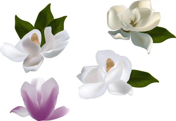 Flores de magnolia — Vector de stock