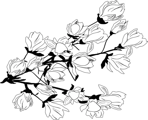 Magnolia branche florissante — Image vectorielle