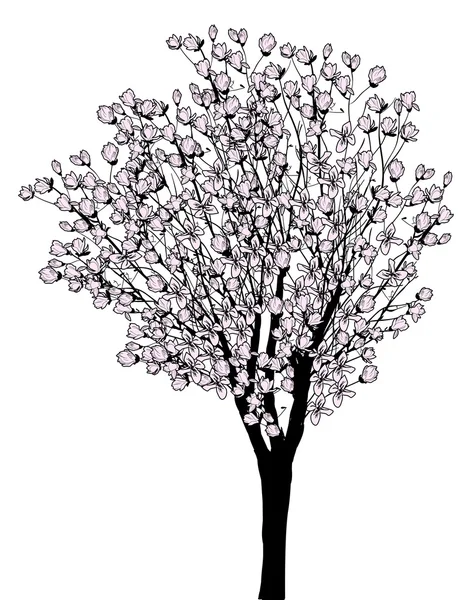 Magnolia blossom tree — Stock Vector