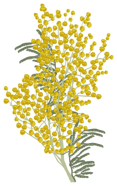 Mimosa amarela — Vetor de Stock