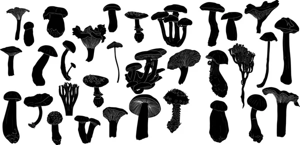 Schizzi di funghi — Vettoriale Stock