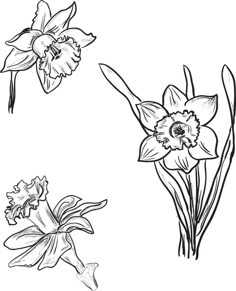 Narcissus flowers sketches — Stock Vector