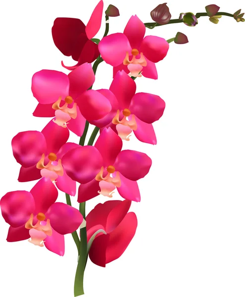 Orchid branch — Stockvector