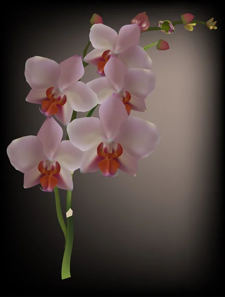 Rosa Orchideenzweig — Stockvektor