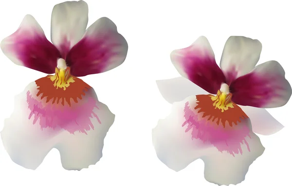 Flores de orquídea blanca — Archivo Imágenes Vectoriales