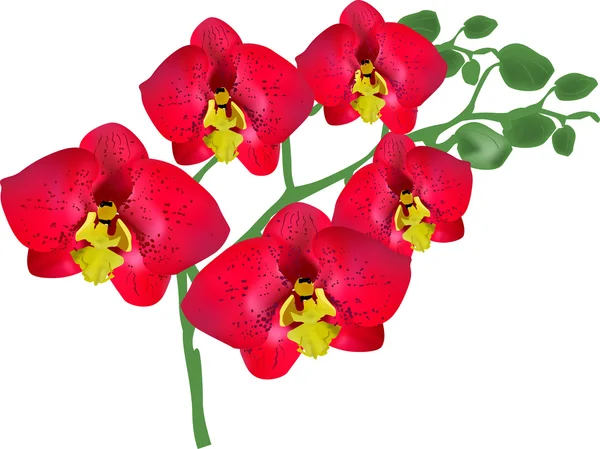 Röd orkidéer — Stock vektor