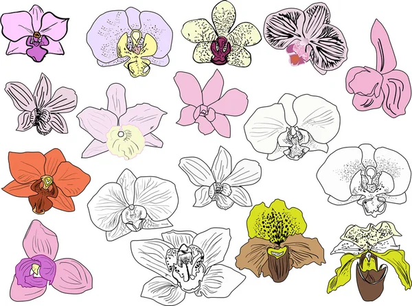 Flores de orquídea — Vector de stock