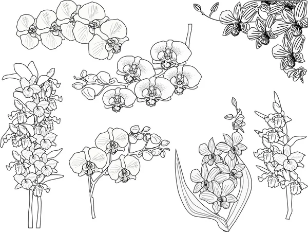 Orchid branches sketches — Stock Vector