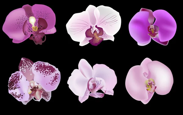 Orkidén blommar — Stock vektor